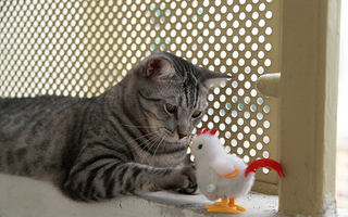 Illustration for article titled Shooting Challenge Pets Gallery 6